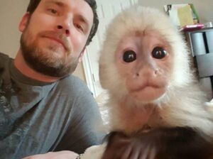 Housebroken baby capuchin Monkeys for adoption