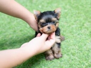 AKC Yorkie puppies for sale