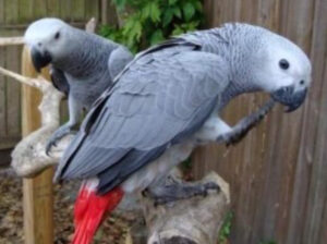 Amazing African Grey Parrot available now