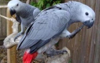 Amazing African Grey Parrot available now