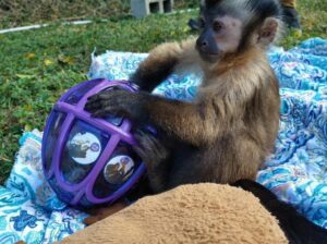 Available for pick up baby capuchin monkey ready