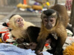 Nina and Molly Capuchin Monkey.