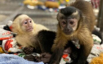 Nina and Molly Capuchin Monkey.