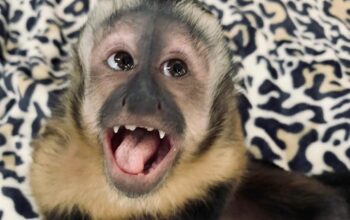 Gorgeous Capuchin Monkey 50% Discount pay cash