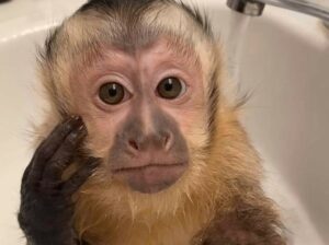 Healthy female baby Capuchin monkey for adoption