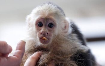 Cute Little Male & Female Capuchin