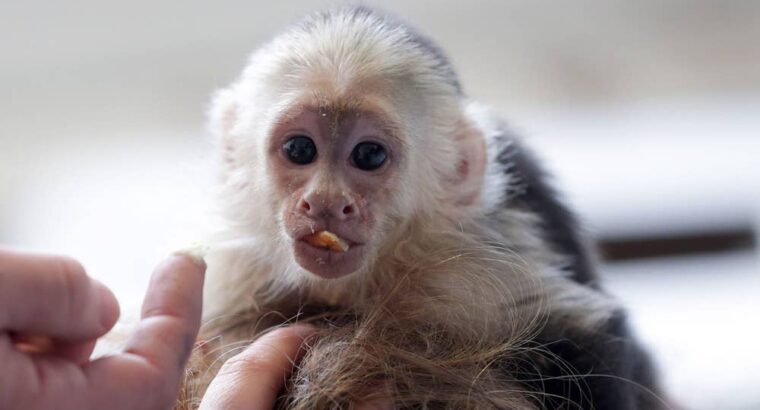 Cute Little Male & Female Capuchin