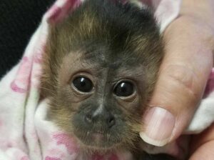 Capuchin Monkeys for Adoption. Local Pet