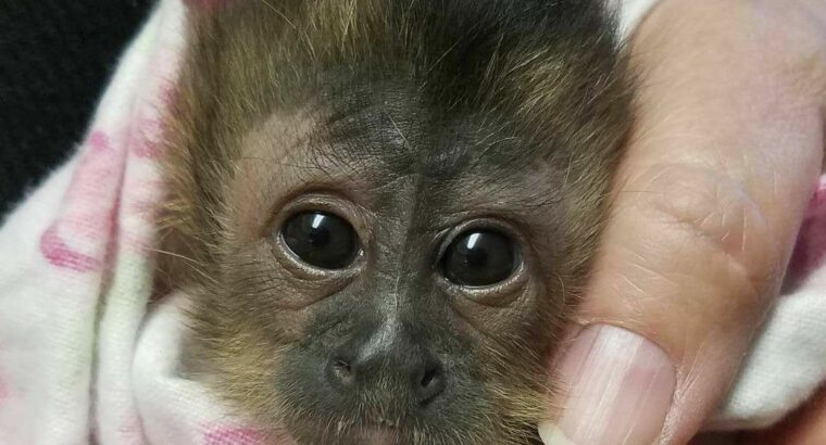 Capuchin Monkeys for Adoption. Local Pet