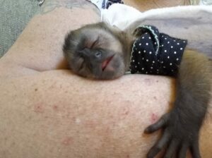 Capuchin Monkey Available For Caring Homes