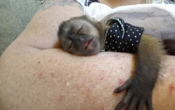 Capuchin Monkey Available For Caring Homes