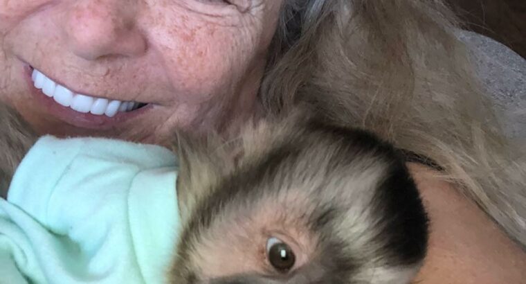 Gorgeous Male & Female Capuchin Monkey