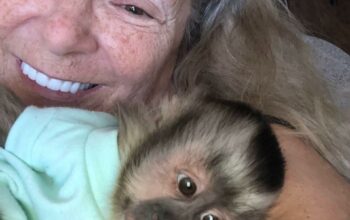 Adorable Capuchin Monkey. Grab NOW!