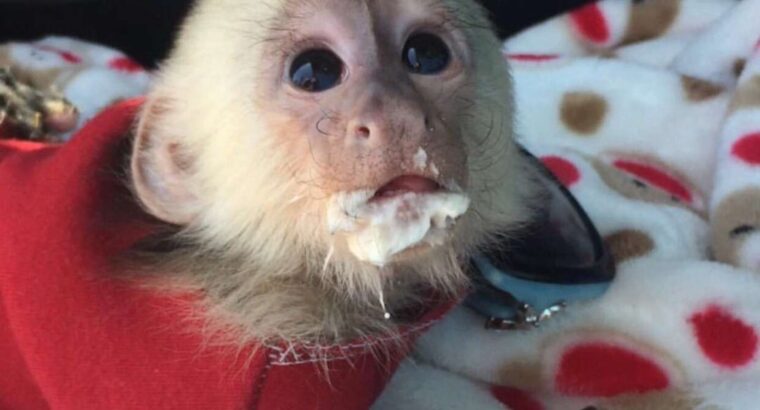 Superb Baby Capuchin Monkey ready to be yours