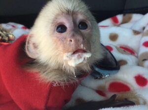 outstanding baby capuchin monkey available