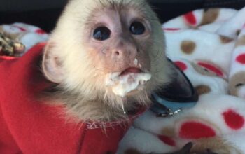 outstanding baby capuchin monkey available