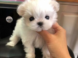 Tiny Maltese Puppies for sale.