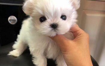 Tiny Maltese Puppies for sale.