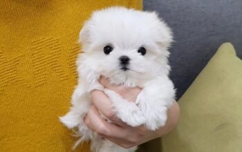 Tiny Teacup Maltese Puppies for sale