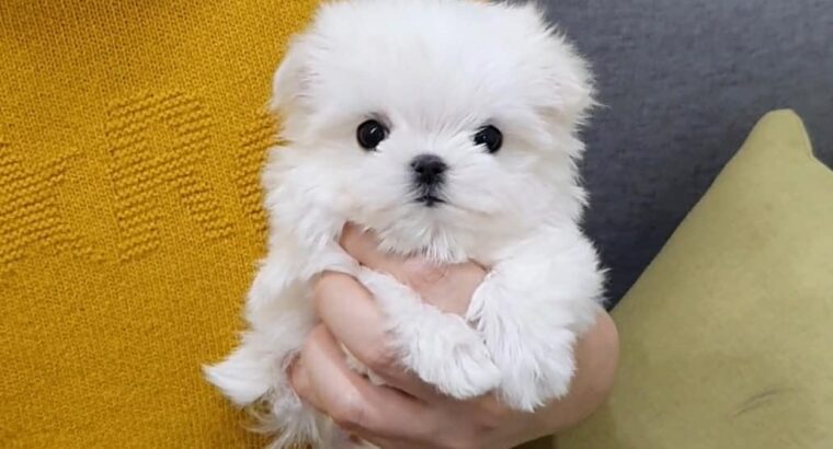 Tiny Teacup Maltese Puppies for sale