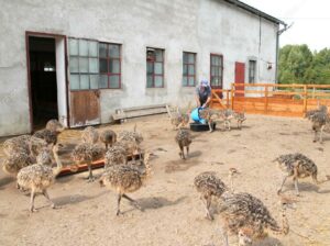 Ostrich Chicks and other exotic birds available 