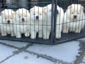 Lovely chow chow puppies ready for adoption..