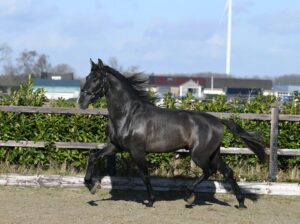 Airo – Amazing pretty PRE horse!!
