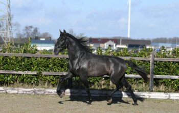 Airo – Amazing pretty PRE horse!!