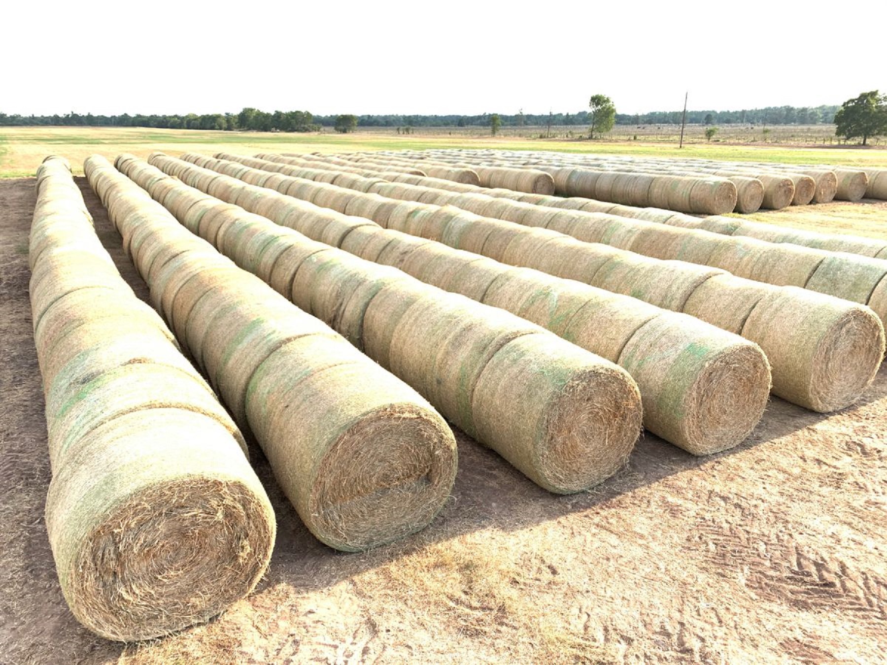 Alfalfa/Timothy/Brome mix hay bales for sale