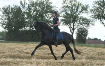 Barco – Unique horse Looking for something special