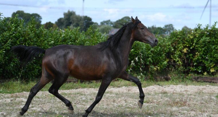 Belle – Excellent moving 2 year old Cruzado mare!!