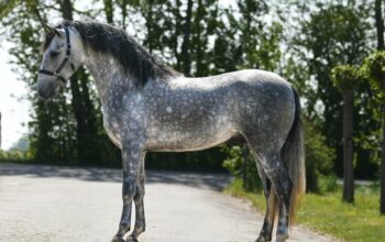 Carlos- Fantastic P.R.E. stallion with a lot of ex