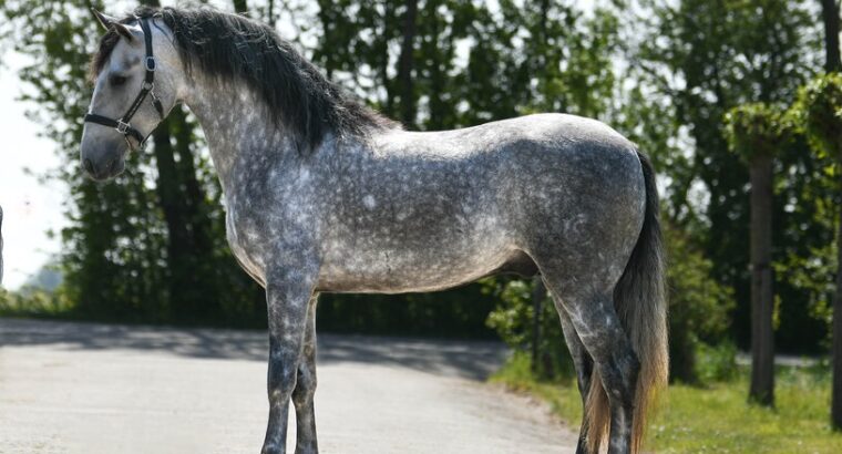 Carlos- Fantastic P.R.E. stallion with a lot of ex
