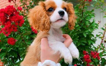 Lovely cavalier king charles spanel puppies ready