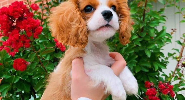Lovely cavalier king charles spanel puppies ready