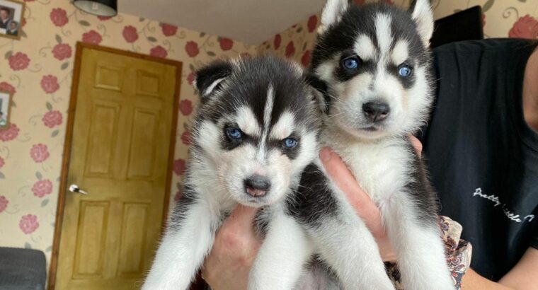 Lovely siberin husky puppies ready for adoption..