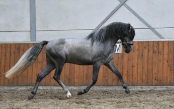 Fego – a fantastic P.R.E. stallion horse .