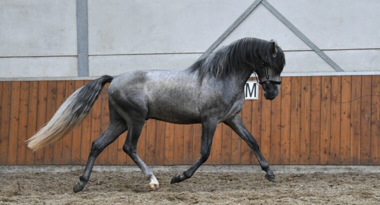 Fego – a fantastic P.R.E. stallion horse .