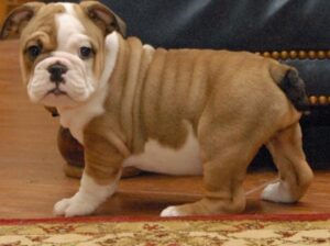 English Bulldogs for Rehoming .