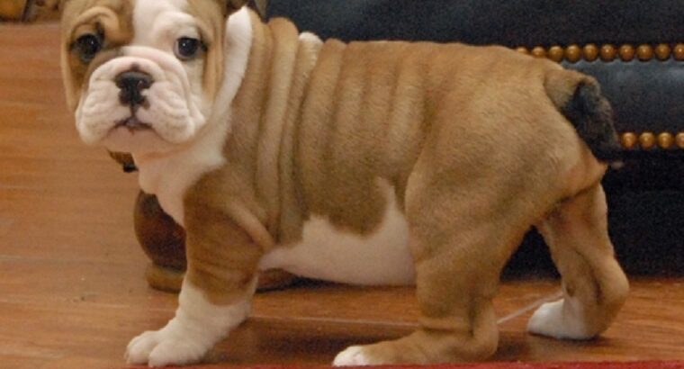 English Bulldogs for Rehoming .