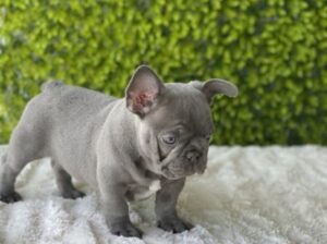 AKC Quality French Bulldog Puppy For Sale!!!