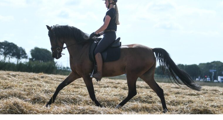 Jena – Lovely Spanisch mare with an good flashy .