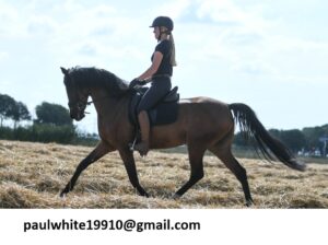 Jena – Lovely Spanisch mare with an good flashy.