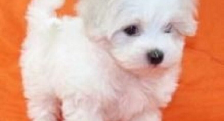 Two Teacup Maltese Puppies Needs a New Family.