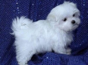 Awesome T-Cup Maltese Puppies Available .