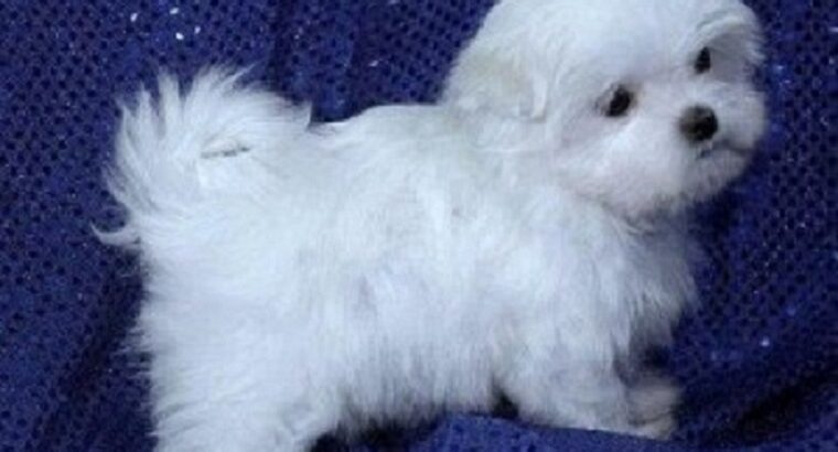 Awesome T-Cup Maltese Puppies Available .