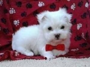 Nice and Healthy Maltese Puppies Available .