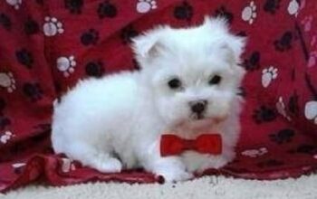 Nice and Healthy Maltese Puppies Available .