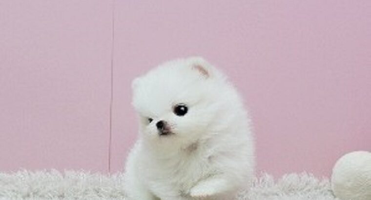Priceless White Pomeranian Puppy For Sale.