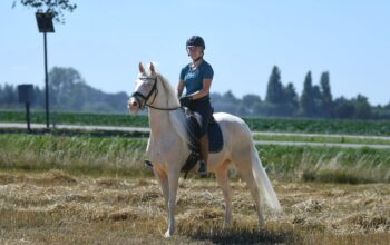 Rubi – Very special 8 year old Cremello .